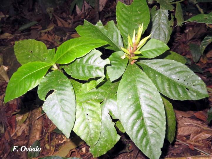 Aphelandra dolichantha