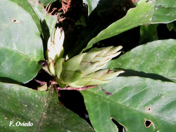 Aphelandra dolichantha