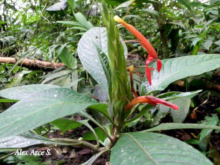 Aphelandra golfodulcensis