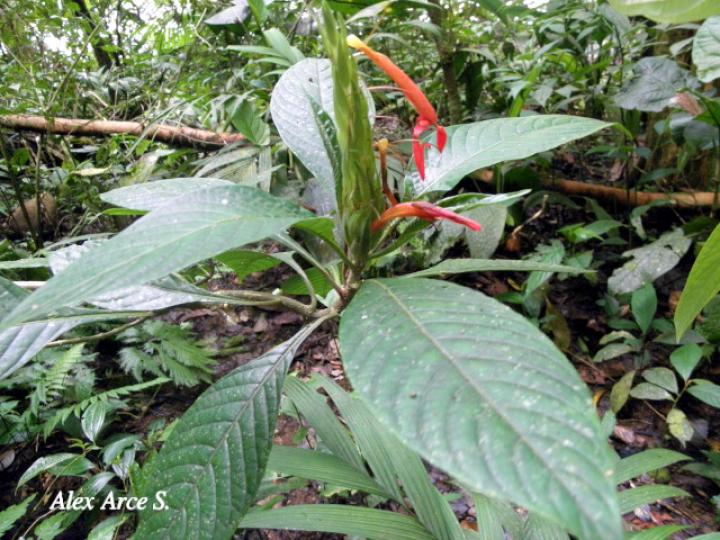 Aphelandra golfodulcensis