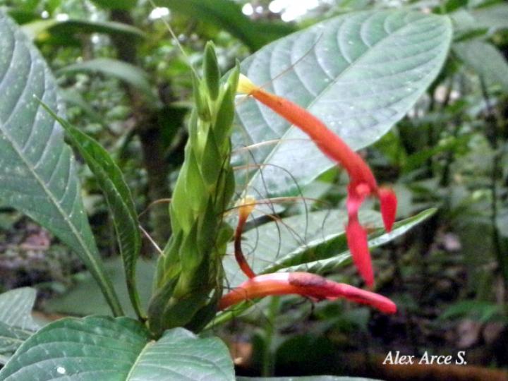 Aphelandra golfodulcensis