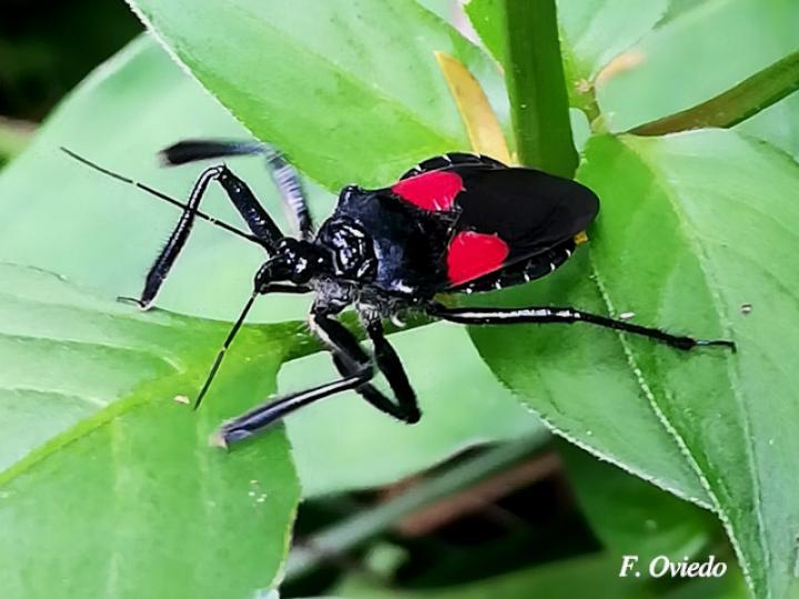 Apiomerus hirtipes (Chinche asesina)