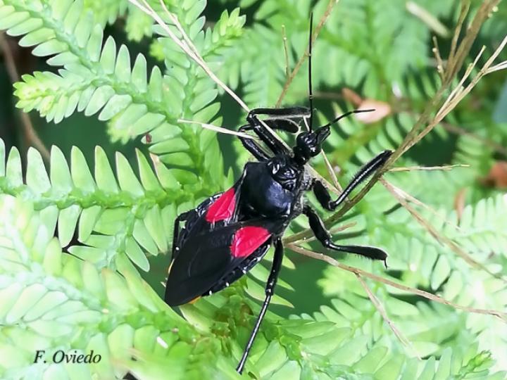 Apiomerus hirtipes (Chinche asesina)