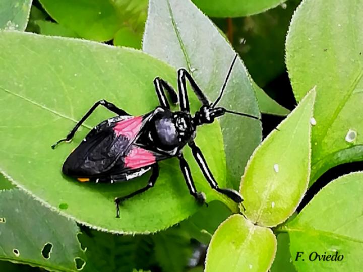 Apiomerus hirtipes (Chinche asesina)