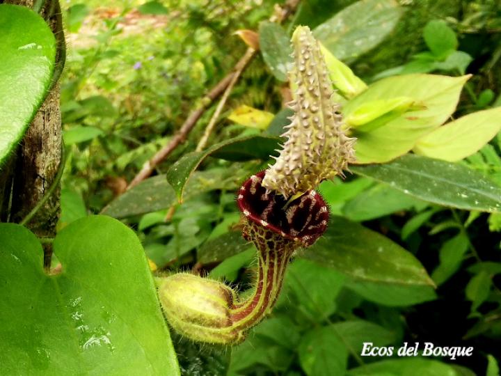 Aristolochia pilosa