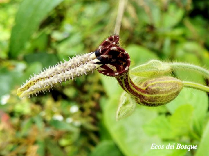 Aristolochia pilosa