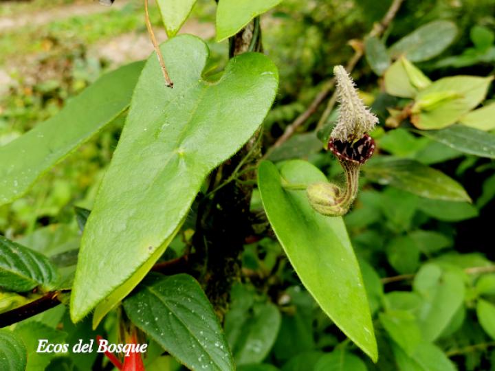 Aristolochia pilosa