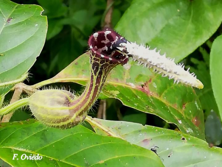 Aristolochia pilosa