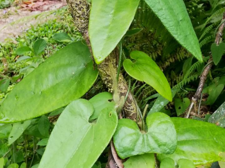 Aristolochia pilosa