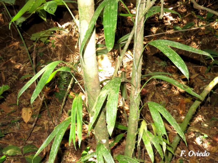Asplundia vagans