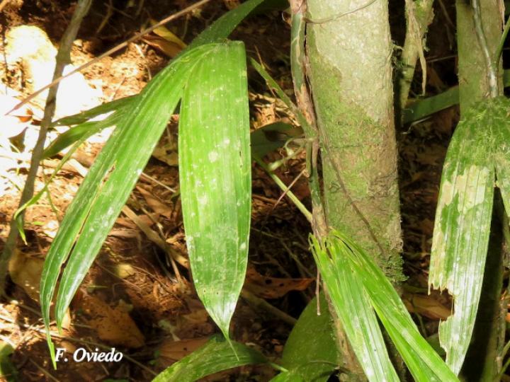 Asplundia vagans