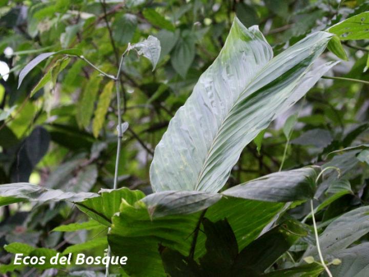 Bactris hondurensis