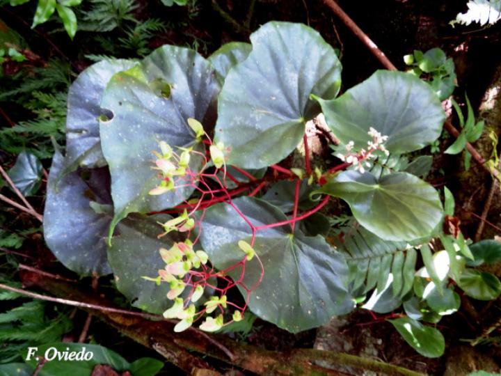 Begonia multinervia