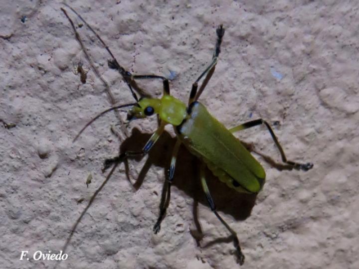 Chauliognathus cinguliventris