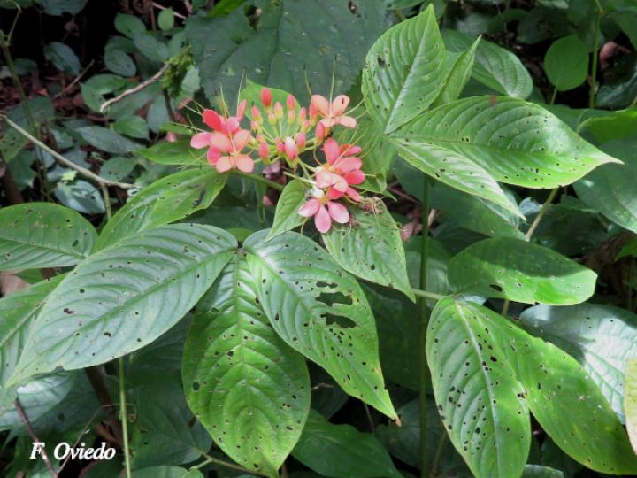Cleome decipiens