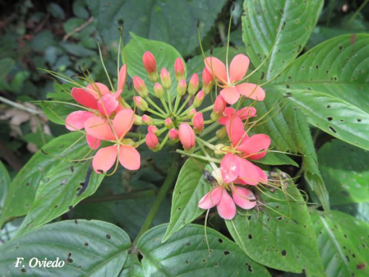 Cleome decipiens