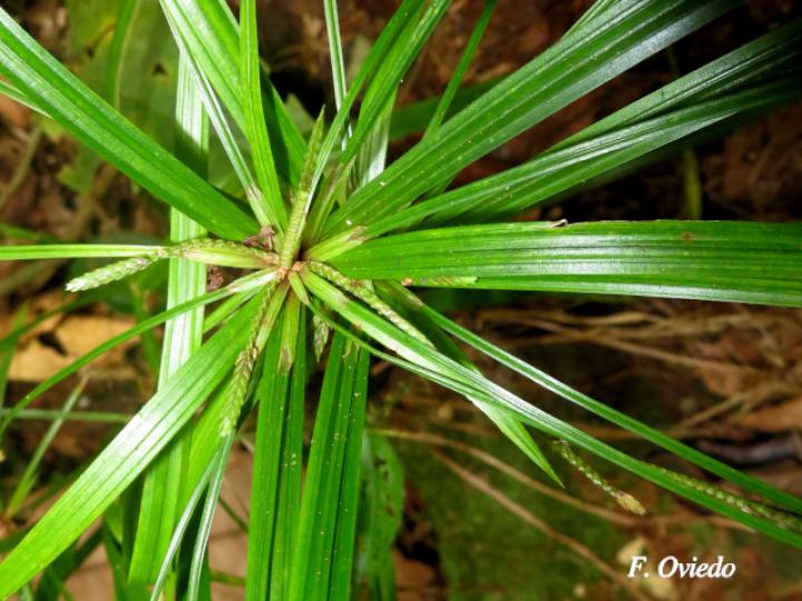 Cyperus simplex