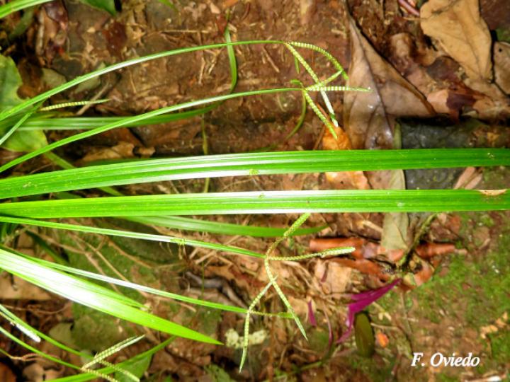 Cyperus simplex