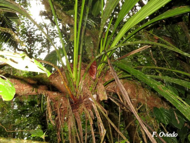 Dicranopygium umbrophilum