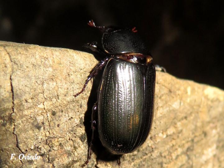 Dyscinetus dubius (Escarabajo de espalda dura)