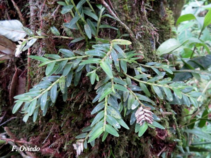 Elleanthus muscicola