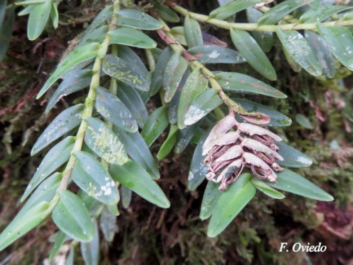 Elleanthus muscicola