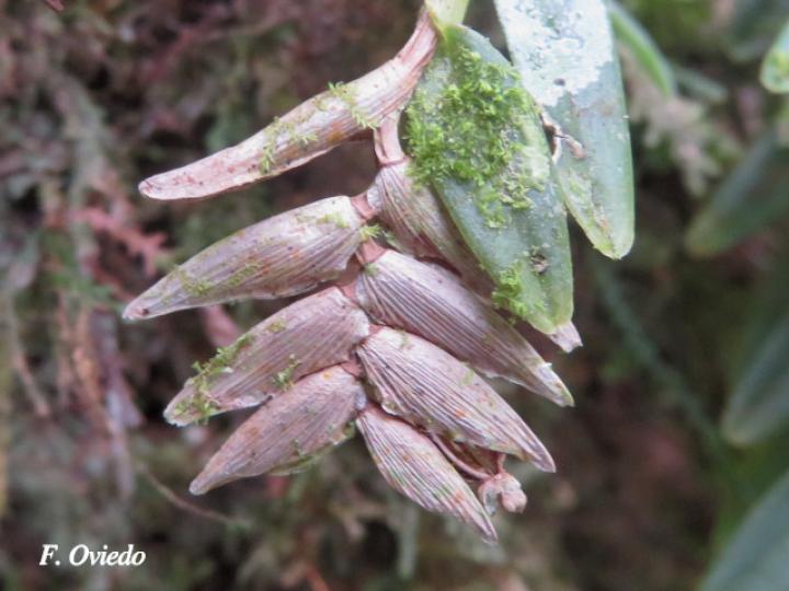 Elleanthus muscicola