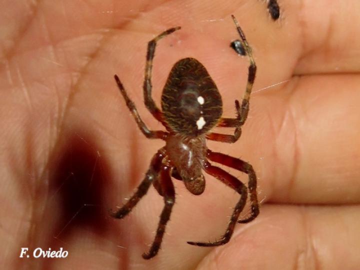 Eriophora ravilla (Araña tropical de tela orbicular)