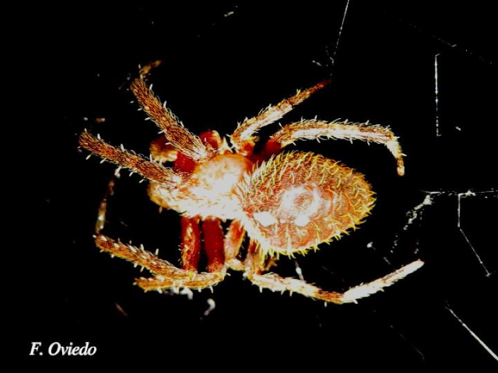 Eriophora ravilla (Araña tropical de tela orbicular)