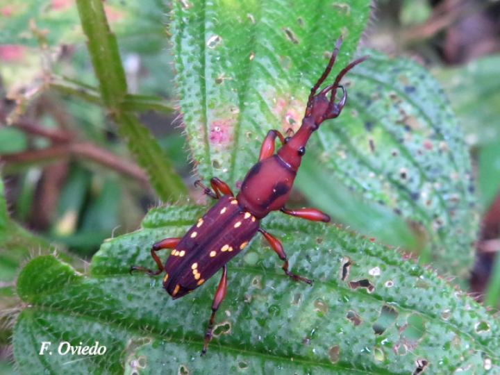 Estenorhinus guttatus (Gorgojo de pico recto)