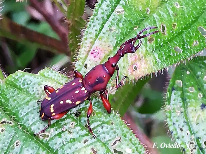 Estenorhinus guttatus (Gorgojo de pico recto)