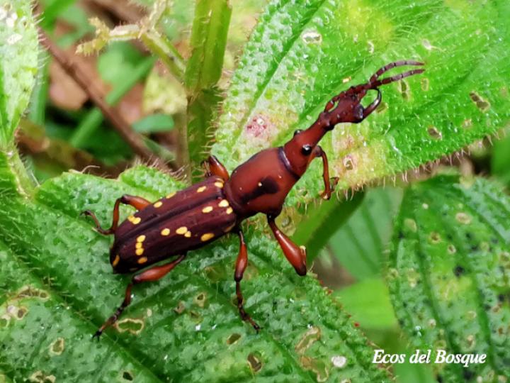 Estenorhinus guttatus (Gorgojo de pico recto)