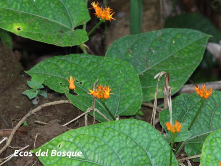 Gurania coccinea