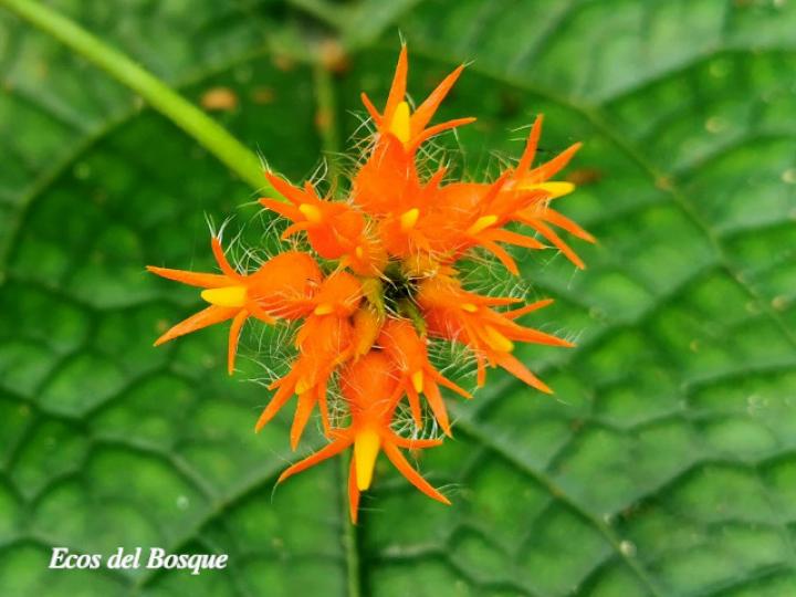 Gurania coccinea