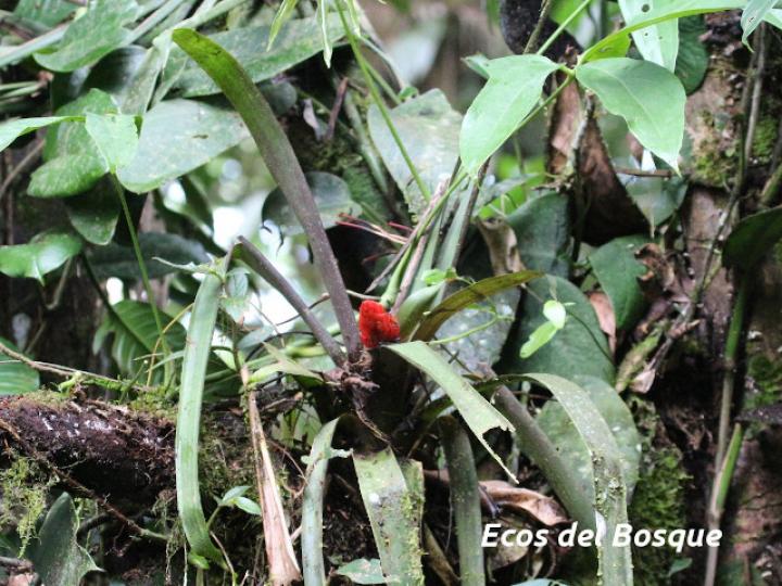 Guzmania desautelsii