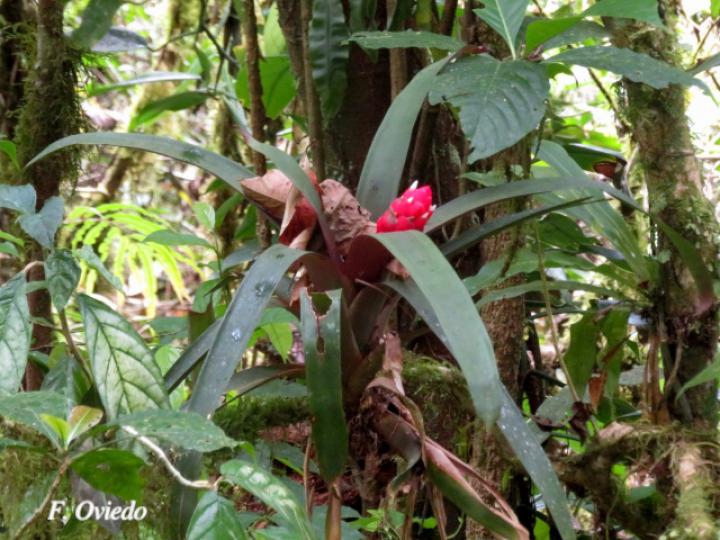 Guzmania desautelsii