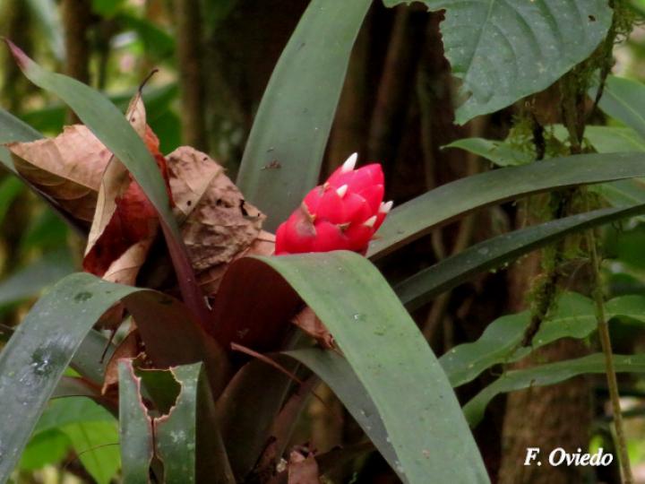 Guzmania desautelsii