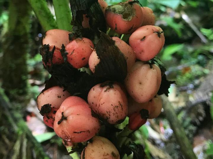 Heliconia reticulata