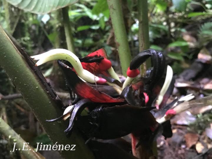 Heliconia reticulata