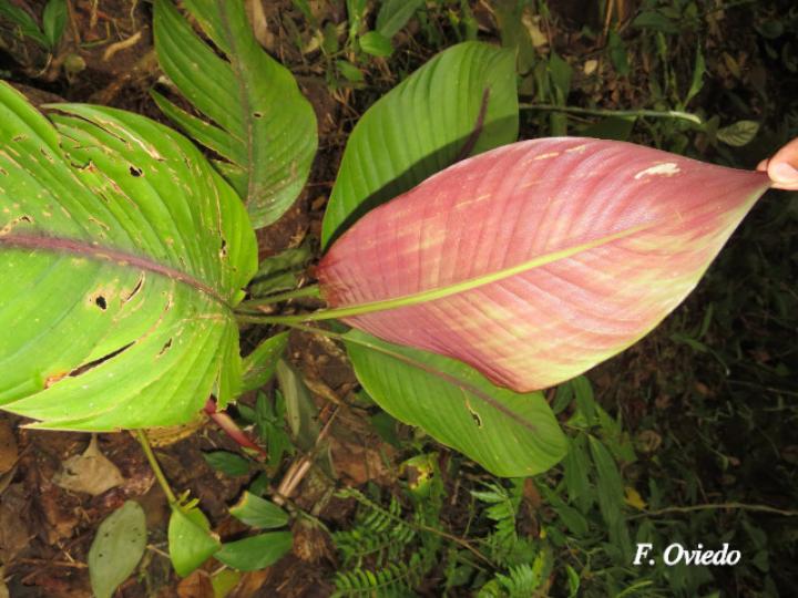 Heliconia reticulata