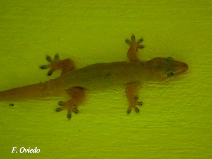 Hemidactylus frenatus (Gecko casero común)