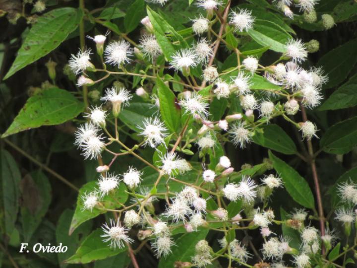 Heterocondylus vitalbae