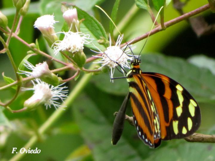 Melinaea lilis imitata en Heterocondylus vitalbae