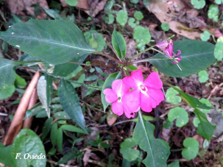 Impatiens walleriana