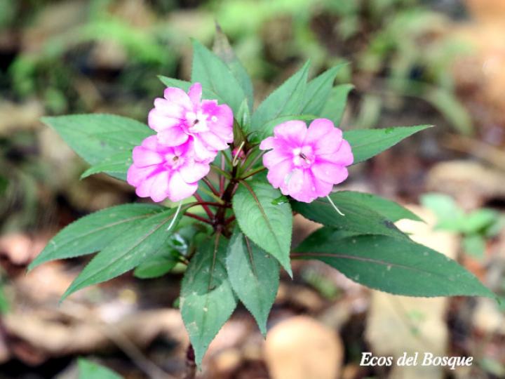 Impatiens walleriana
