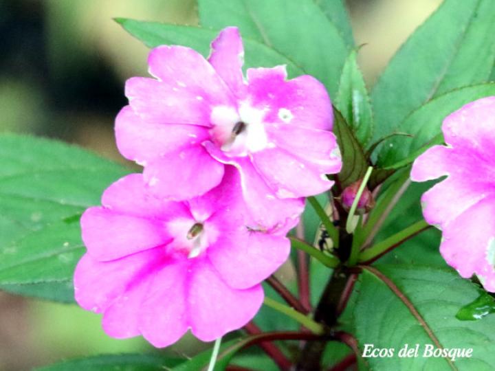 Impatiens walleriana
