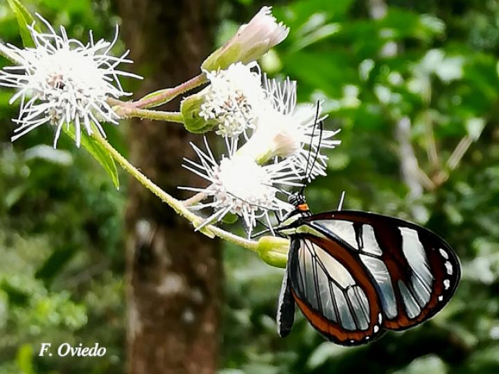 Ithomia patilla en Heterocondylus vitalbae