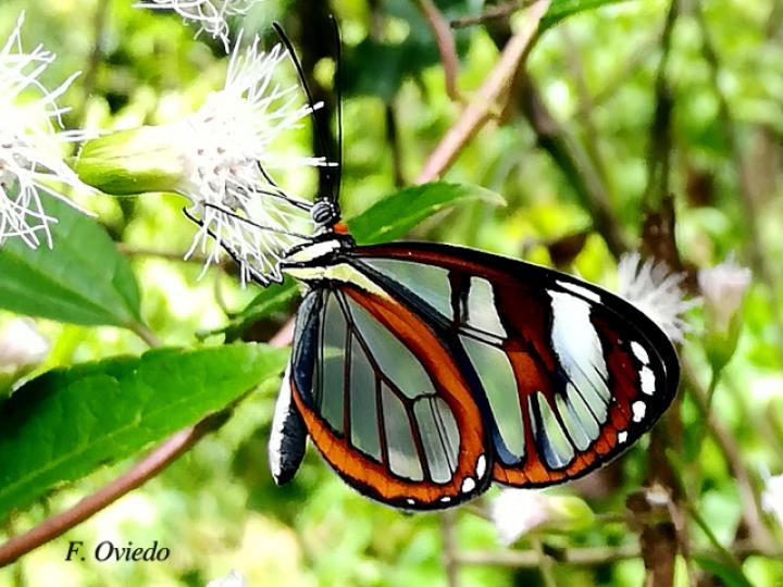 Ithomia patilla en Heterocondylus vitalbae