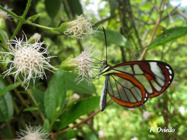 Ithomia patilla en Heterocondylus vitalbae