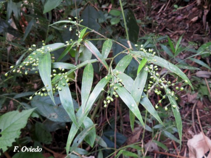 Lasiacis scabrior (Carrizo)